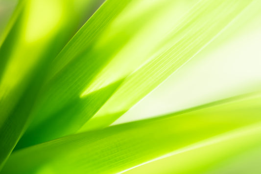 Health Benefits of Saw Palmetto for Women