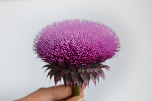 image of hand holding milk thistle
